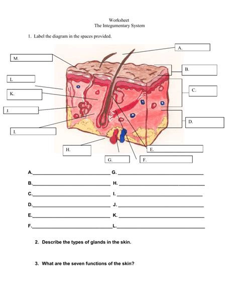 integumentary system overview worksheet answers
